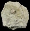 Blastoid (Pentremites) Fossil - Illinois #48659-1